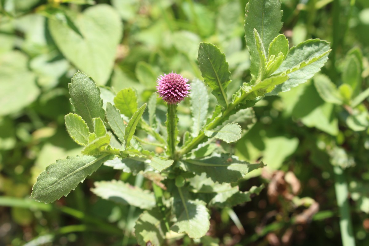 Sphaeranthus indicus L.